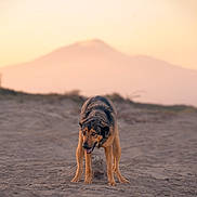 Chase Kobes joined the competition — help win amazing prizes! dog, canine, shepherd_mix, standing, beach, sand, outdoors, sunset, mountains, landscape, nature, animal, pet, brown_fur, black_fur, pointed_ears, open_mouth, tongue, warm_lighting, portrait