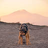 dog, canine, shepherd_mix, standing, beach, sand, outdoors, sunset, mountains, landscape, nature, animal, pet, brown_fur, black_fur, pointed_ears, open_mouth, tongue, warm_lighting, portrait