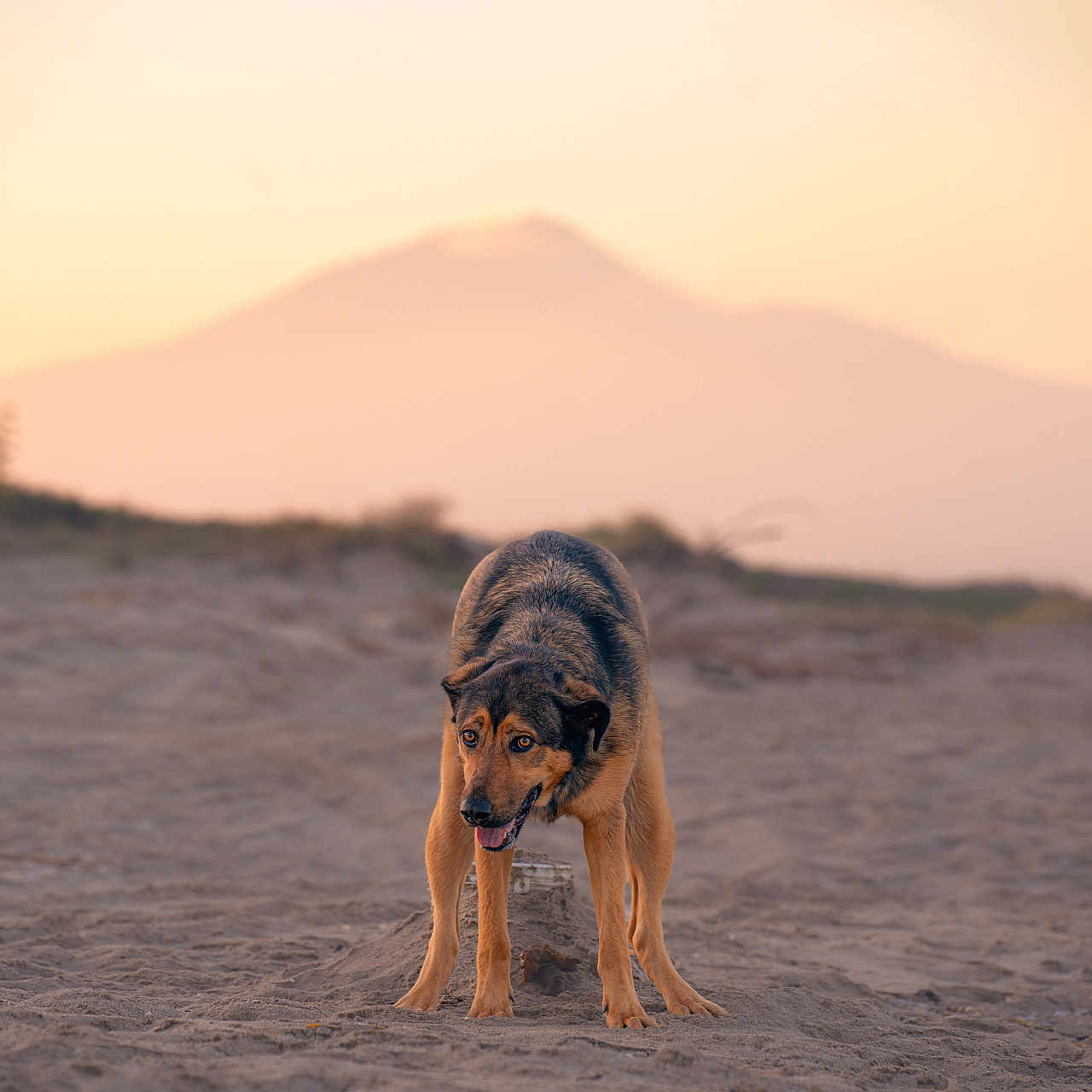 Chase Kobes joined the competition — help win amazing prizes! dog, canine, shepherd_mix, standing, beach, sand, outdoors, sunset, mountains, landscape, nature, animal, pet, brown_fur, black_fur, pointed_ears, open_mouth, tongue, warm_lighting, portrait