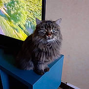 Dolce participe au concours pour gagner de l'argent avec cette photo : animal, blue_eyes, cabinet, calm, cat, domestic_cat, ears, eyes, fluffy, fur, furniture, home, indoor, living_room, majestic, pet, sitting, tabby, television, whiskers