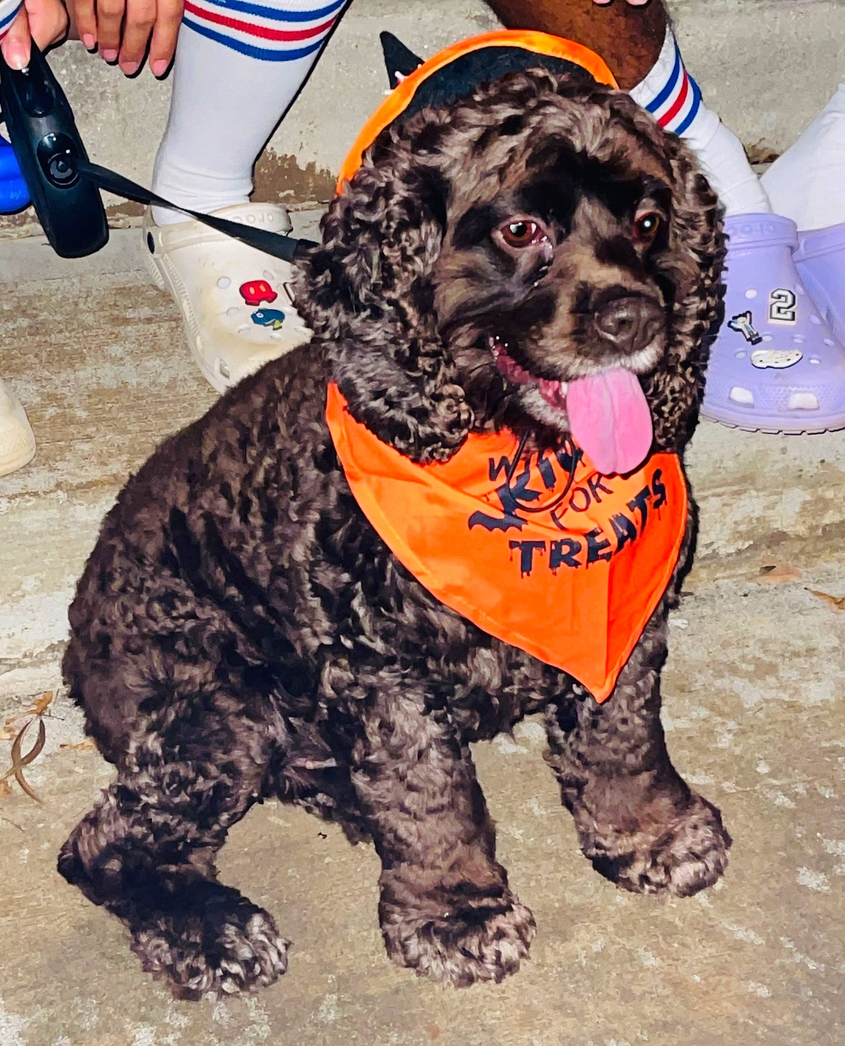 Hershey is registered to the contest to win money with this photo: canidae, carnivore, collar, companion_dog, dog, dog_breed, dog_clothes, dog_supply, fur, guard_dog, hat, leash, personal_protective_equipment, pet_supply, snout, soil, sporting_group, water_bottle, working_animal, working_dog