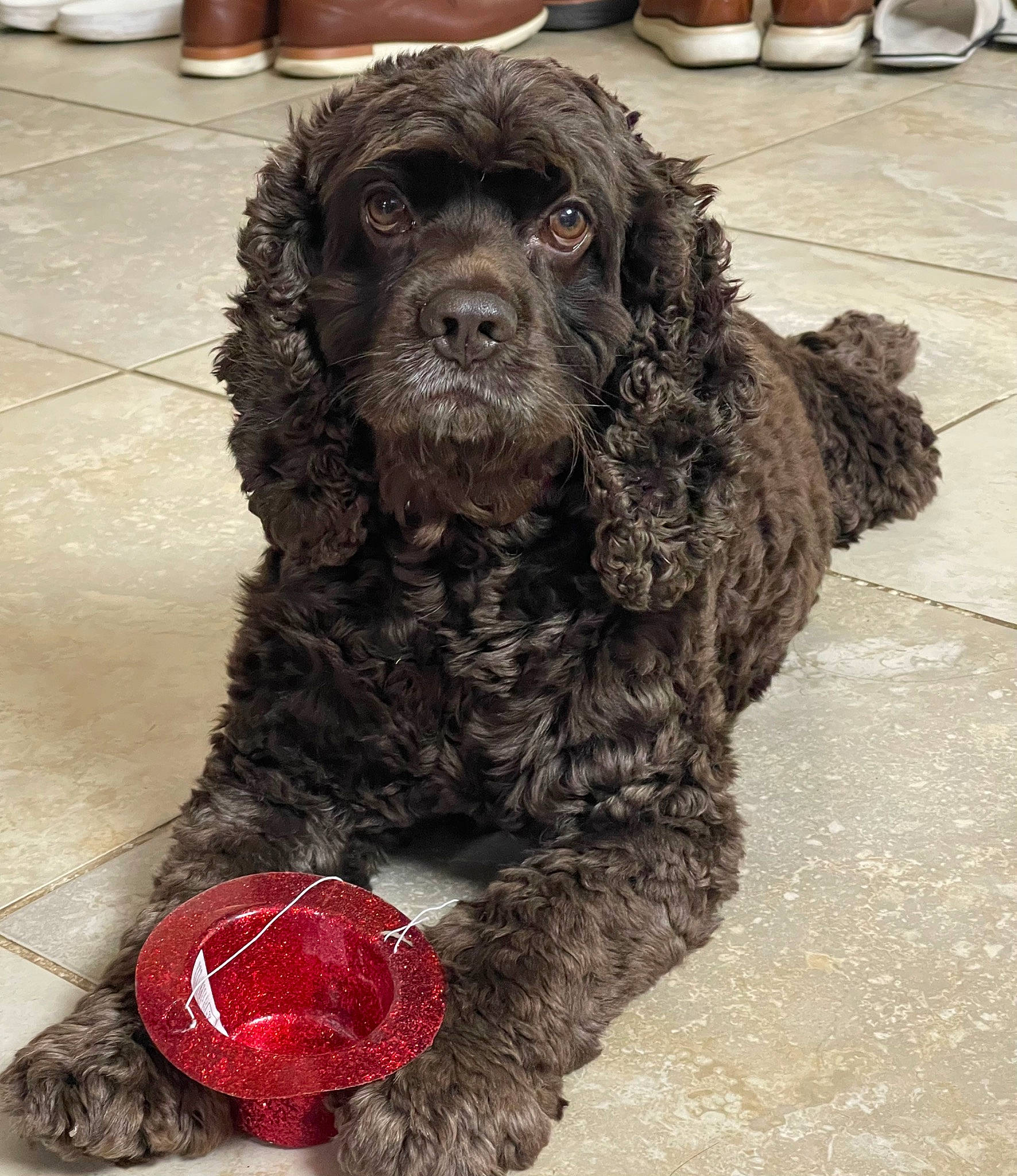 Hershey joined the competition — help win amazing prizes! ball, canidae, carmine, carnivore, cocker_spaniel, companion_dog, dog, dog_breed, dog_collar, flooring, fur, liver, non_sporting_group, snout, spaniel, sporting_group, toy_dog, water_dog, working_animal, working_dog