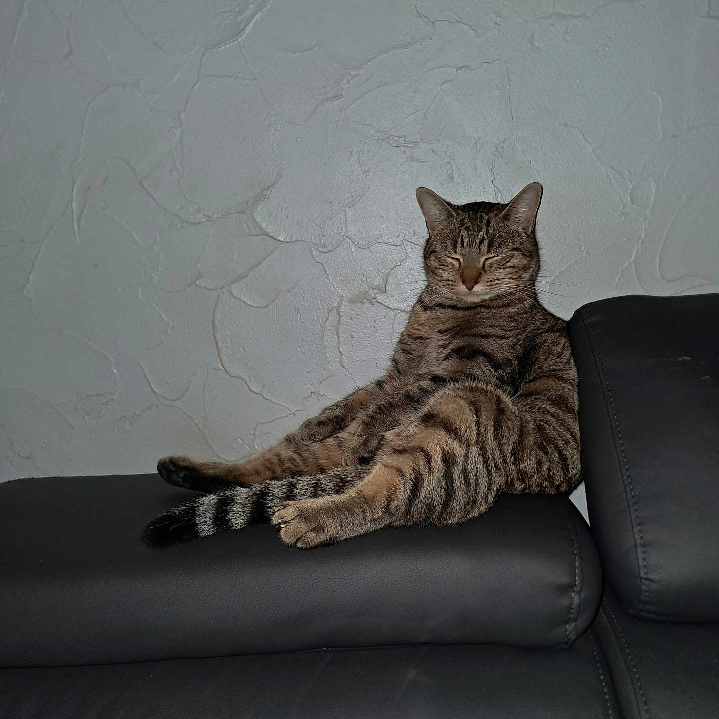 Youpie participe au concours pour gagner de l'argent avec cette photo : animal, cat, cute, ears, feline, furniture, home, indoor, leather_couch, paw, pet, relaxed, resting, sitting, striped, tabby_cat, tail, texture, wall, whiskers