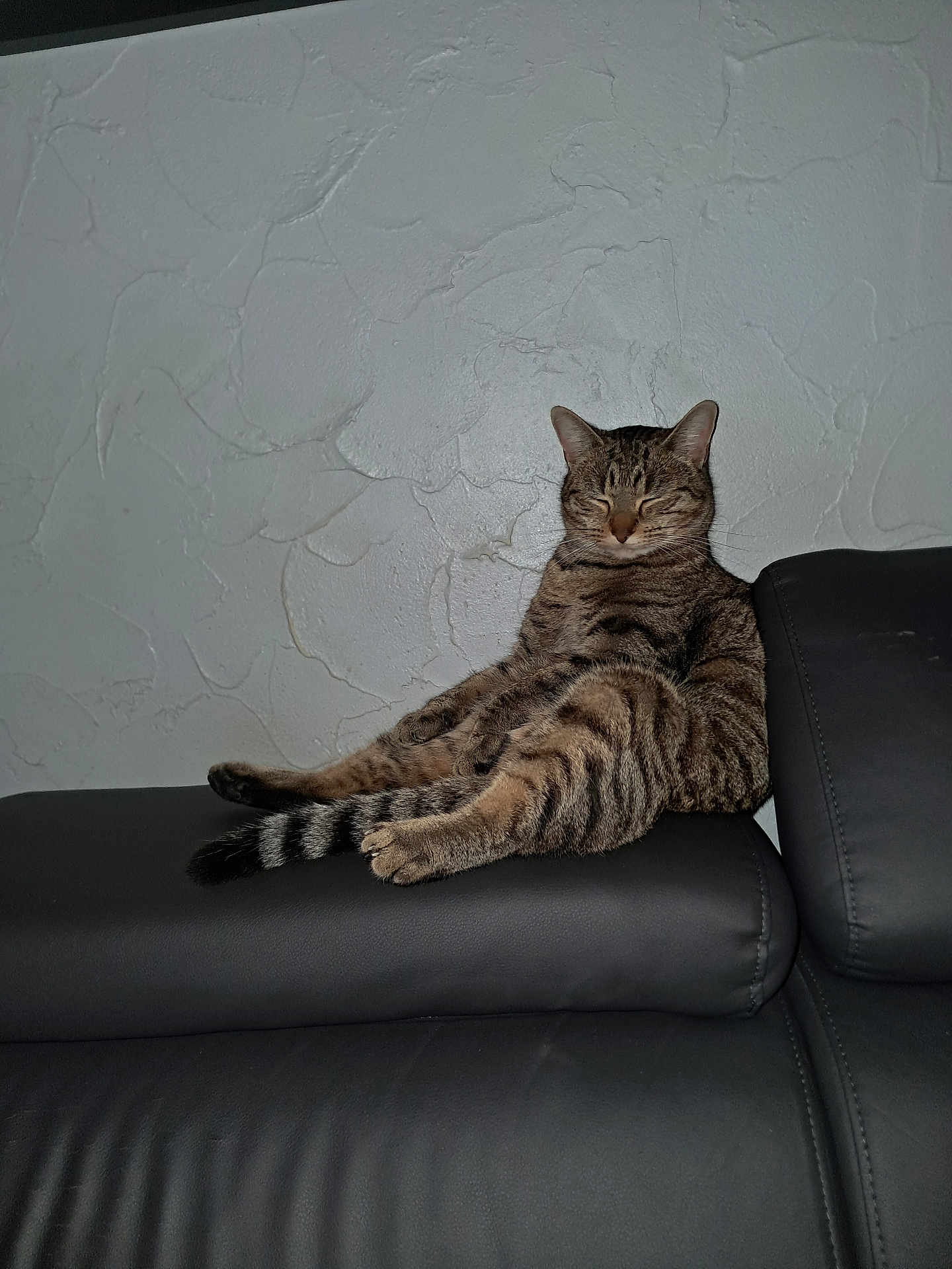 Youpie participe au concours pour gagner de l'argent avec cette photo : cat, tabby_cat, sitting, relaxed, indoor, leather_couch, feline, striped, pet, resting, animal, whiskers, ears, tail, paw, furniture, wall, texture, home, cute