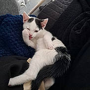 Bibou participe au concours pour gagner de l'argent avec cette photo : animal, black_and_white, blanket, cat, couch, cozy, cute, fur, indoor, kitten, licking, paw, pet, relaxed, resting, small, soft_texture, tail, whiskers, winking