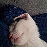 Bibou participe au concours pour gagner de l'argent avec cette photo : animal, blanket, close_up, cozy, cute, face, feline, fur, indoor, kitten, peaceful, pet, pink_nose, relaxed, resting, sleeping, soft_texture, whiskers, white_fur, young_cat