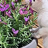 Bibou a rejoint le concours — aidez-le/la à gagner de superbes lots ! animal, cat, close_up, curious_cat, daylight, feline, flower_pot, garden, greenery, leaves, nature, outdoor, pet, plant, potted_plant, purple_flowers, summer, sunlight, white_cat, wooden_deck