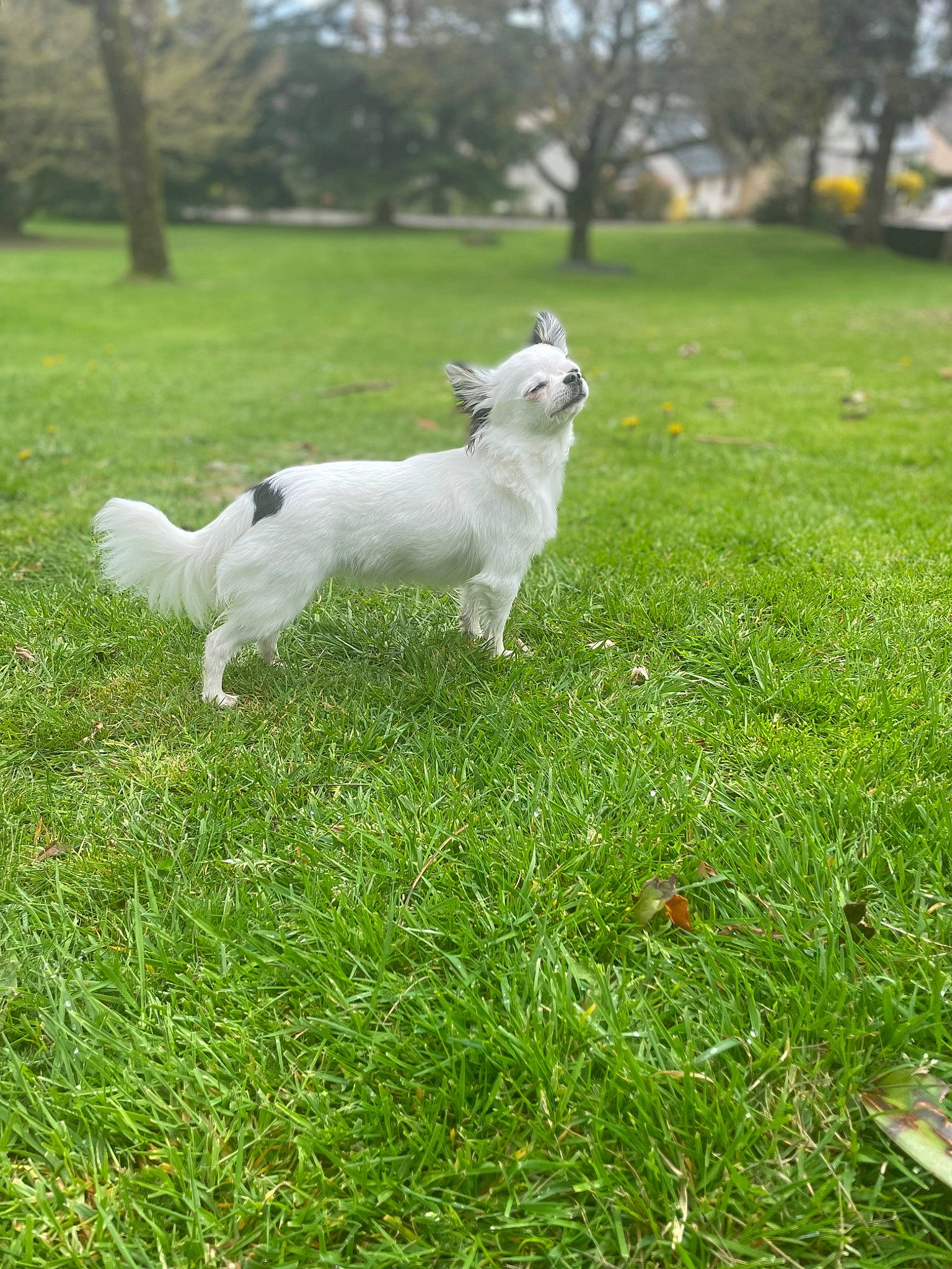 Lune participe au concours pour gagner de l'argent avec cette photo : carnivore, companion_dog, dog, dog_breed, garden, grass, grassland, groundcover, lawn, livestock, mammal, meadow, pasture, plant, snout, sporting_group, tail, terrestrial_animal, tree, working_animal