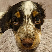 Sammy is registered to the contest to win money with this photo: puppy, dog, close_up, face, nose, eyes, fur, blanket, soft, cute, pet, animal, resting, indoor, cozy, young, brown, white, black, adorable