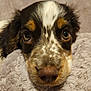 puppy, dog, close_up, face, nose, eyes, fur, blanket, soft, cute, pet, animal, resting, indoor, cozy, young, brown, white, black, adorable