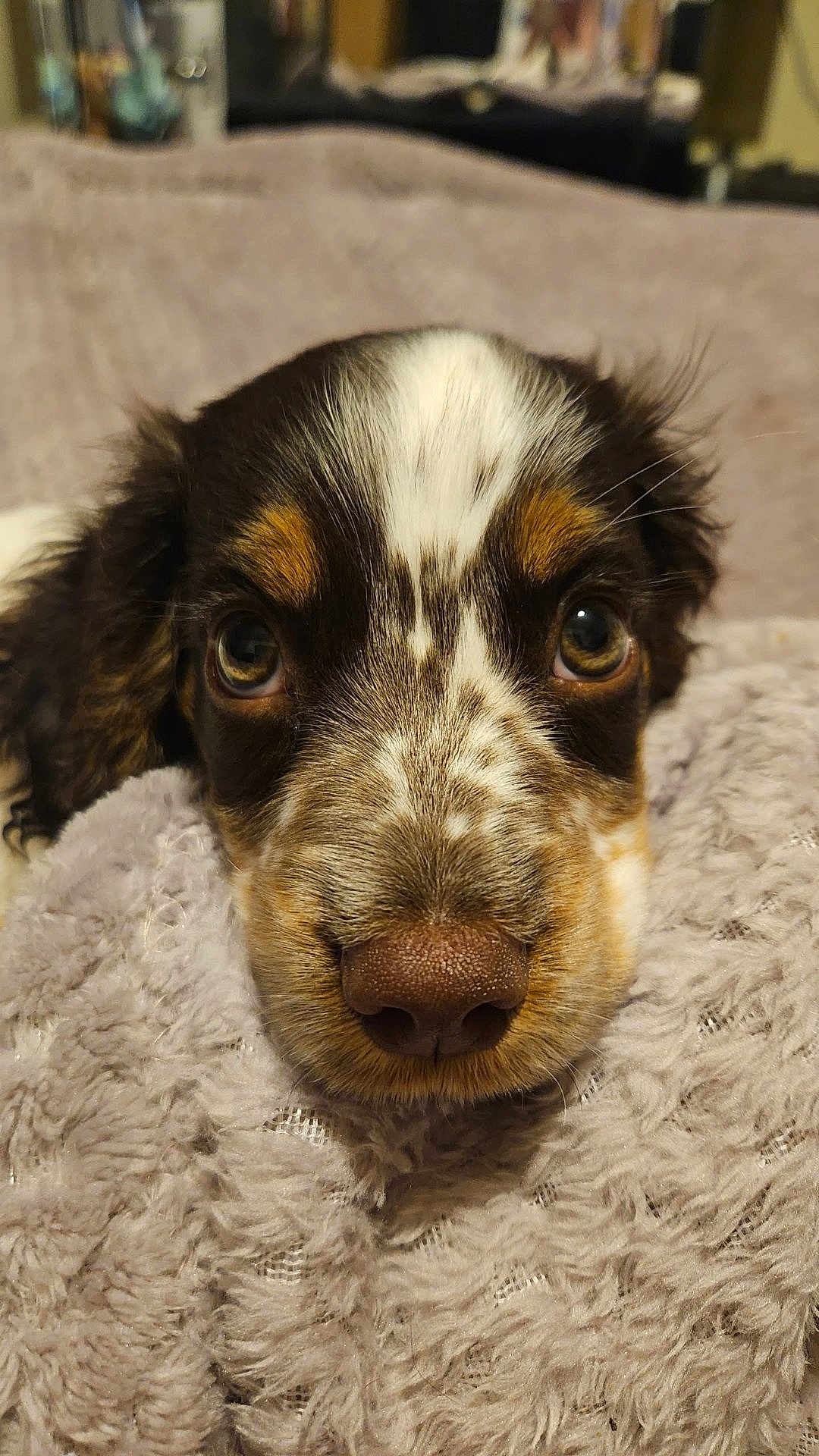 Sammy