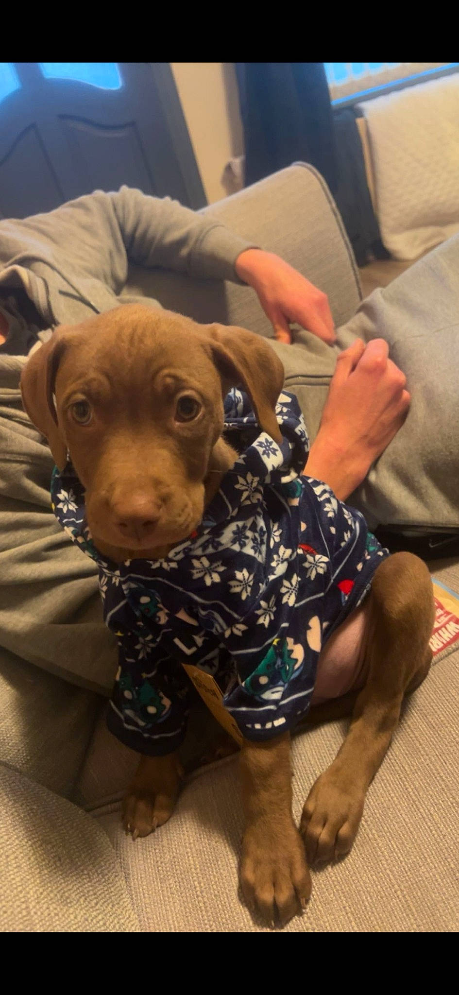 Bella is registered to the contest to win money with this photo: canidae, carnivore, chair, comfort, companion_dog, couch, dog, dog_breed, fawn, flooring, foot, fur, guard_dog, human_leg, liver, sitting, snout, sporting_group, whiskers, working_animal