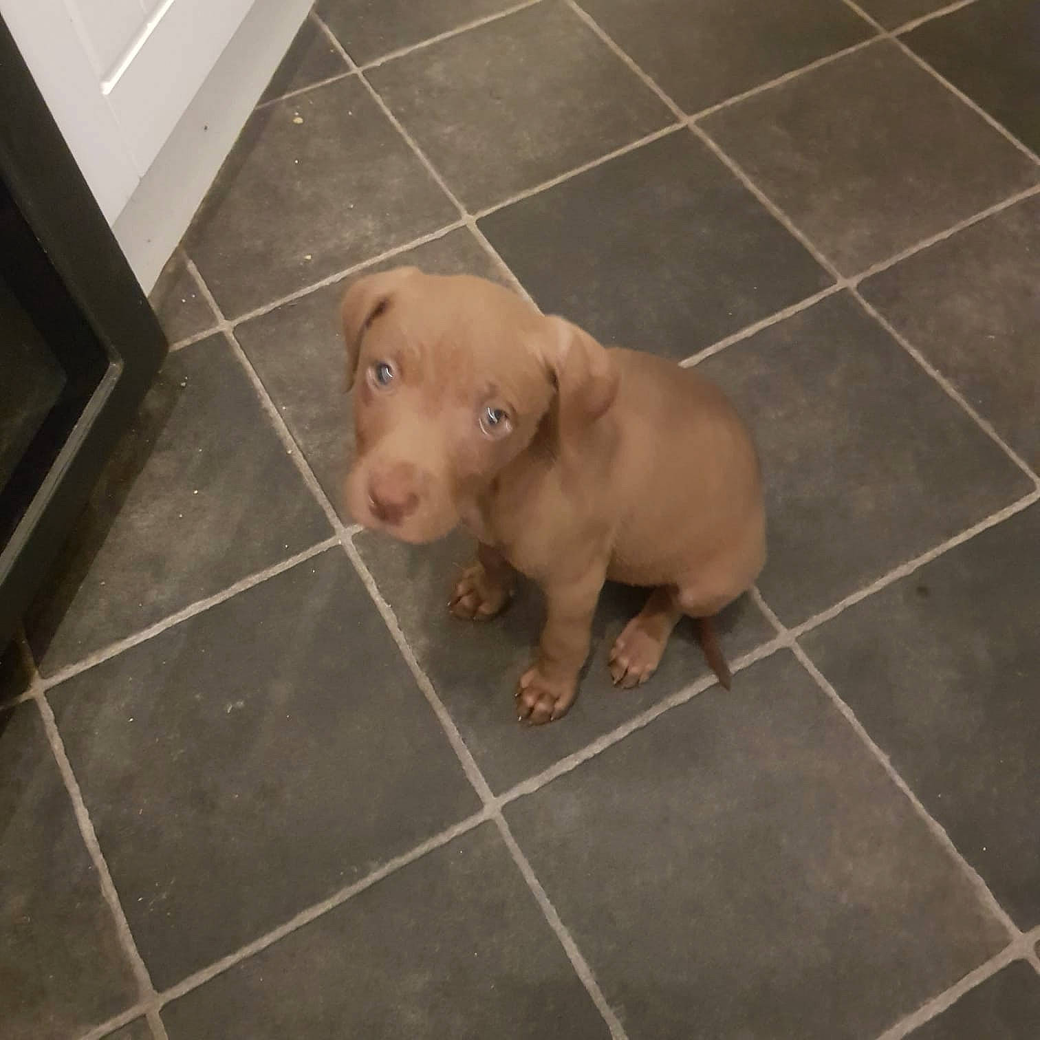 Bella joined the competition — help win amazing prizes! canidae, carnivore, companion_dog, dog, dog_breed, fawn, floor, flooring, foot, fur, liver, snout, sporting_group, suidae, tail, terrestrial_animal, tile, tile_flooring, toy, working_animal