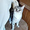 cat, gray_cat, white_cat, stool, kitchen, wooden_cabinet, blanket, curious, pet, feline, indoor, floor_tile, chair, table, domestic_animal, home, fur, whiskers, animal, looking_up