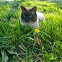 cat, siamese_cat, grass, flower, dandelion, outdoor, nature, greenery, sunlight, pet, animal, relaxing, blurred_background, yard, spring, summer, plant, leaf, closeup, mammal