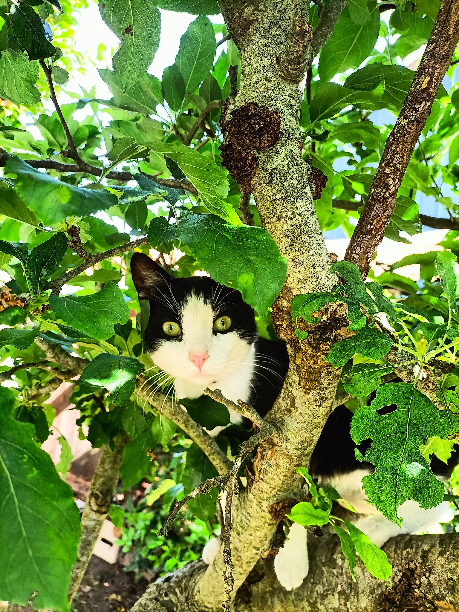Roméo participe au concours pour gagner de l'argent avec cette photo : branch, carnivore, cat, domestic_short_haired_cat, felidae, flowering_plant, fur, grass, jungle, plant, shrub, small_to_medium_sized_cats, tail, tree, trunk, twig, vegetation, whiskers, wood, woody_plant