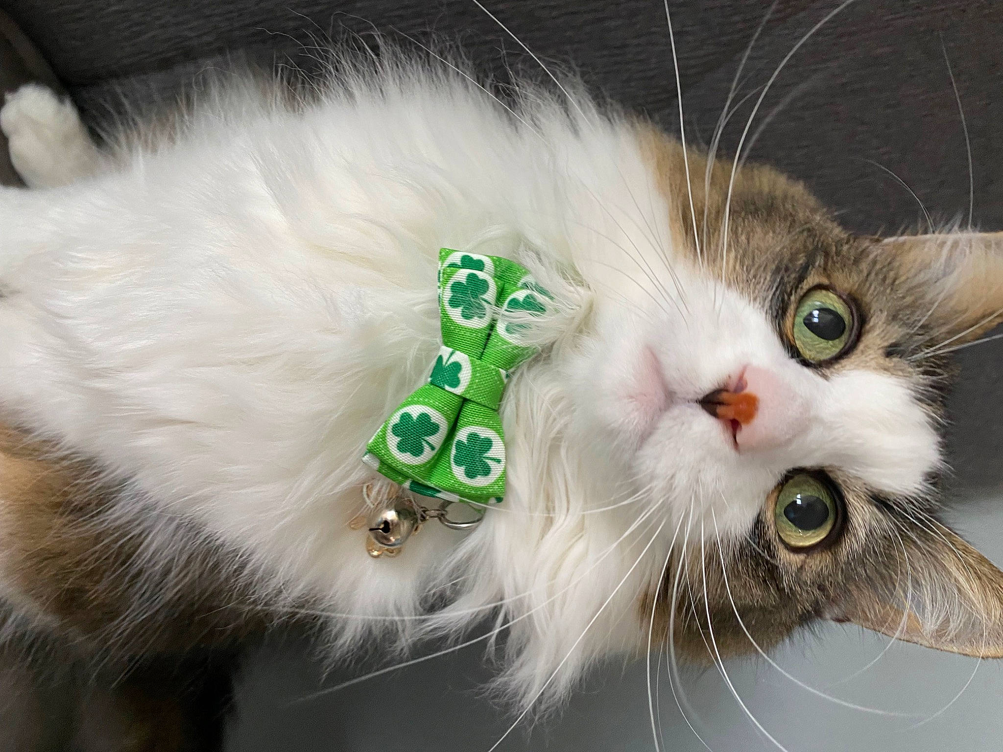 Sammy joined the competition — help win amazing prizes! carnivore, cat, claw, collar, domestic_short_haired_cat, event, fashion_accessory, felidae, fur, mammal, paw, photo_caption, plant, small_to_medium_sized_cats, snout, tail, whiskers, window