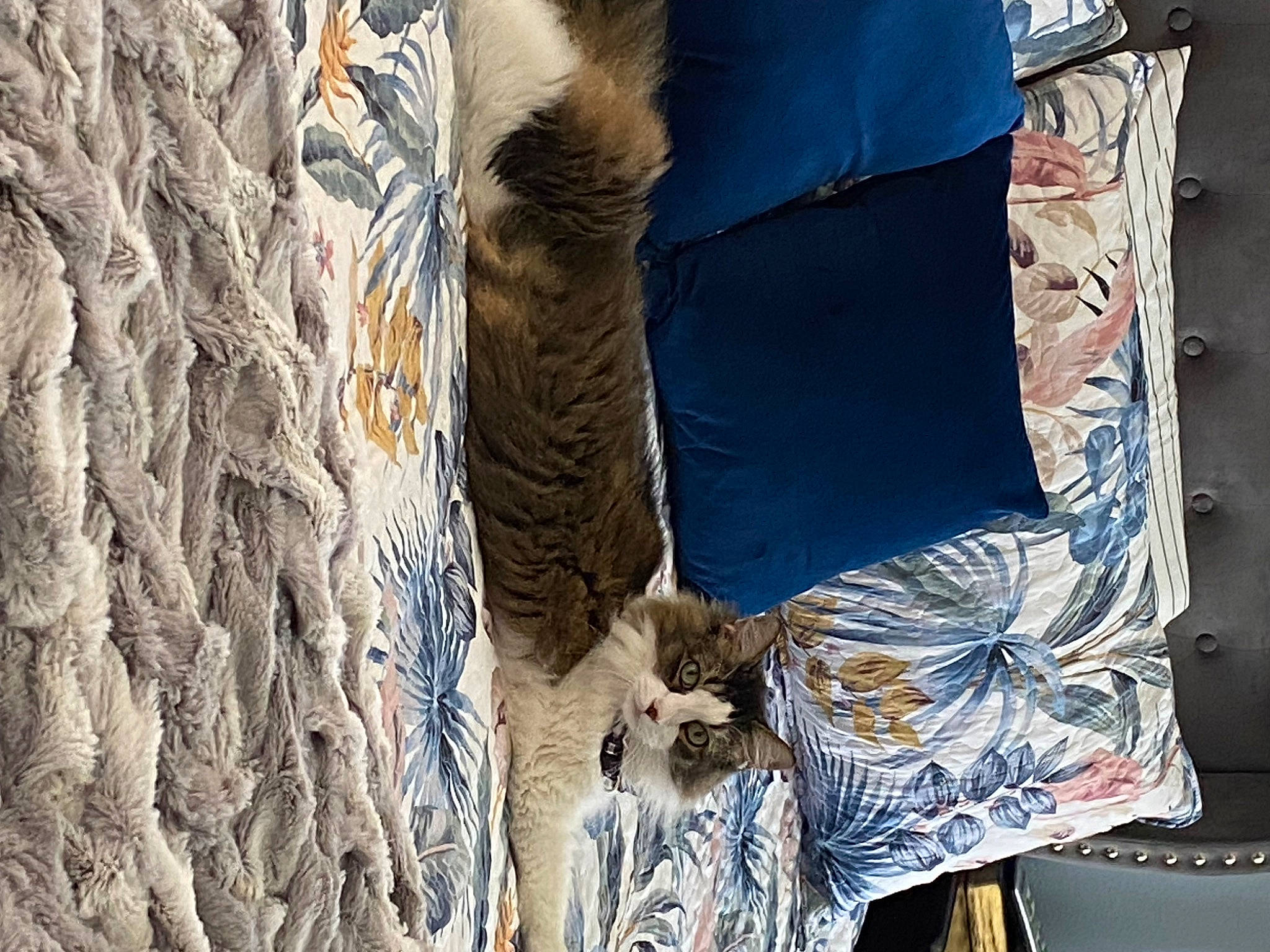 Sammy is registered to the contest to win money with this photo: denim, electric_blue, felidae, fur, hide, natural_material, pattern, plant, rock, rope, sleeve, snout, tail, terrestrial_animal, tree, trunk, wildlife, winter, wood, wool