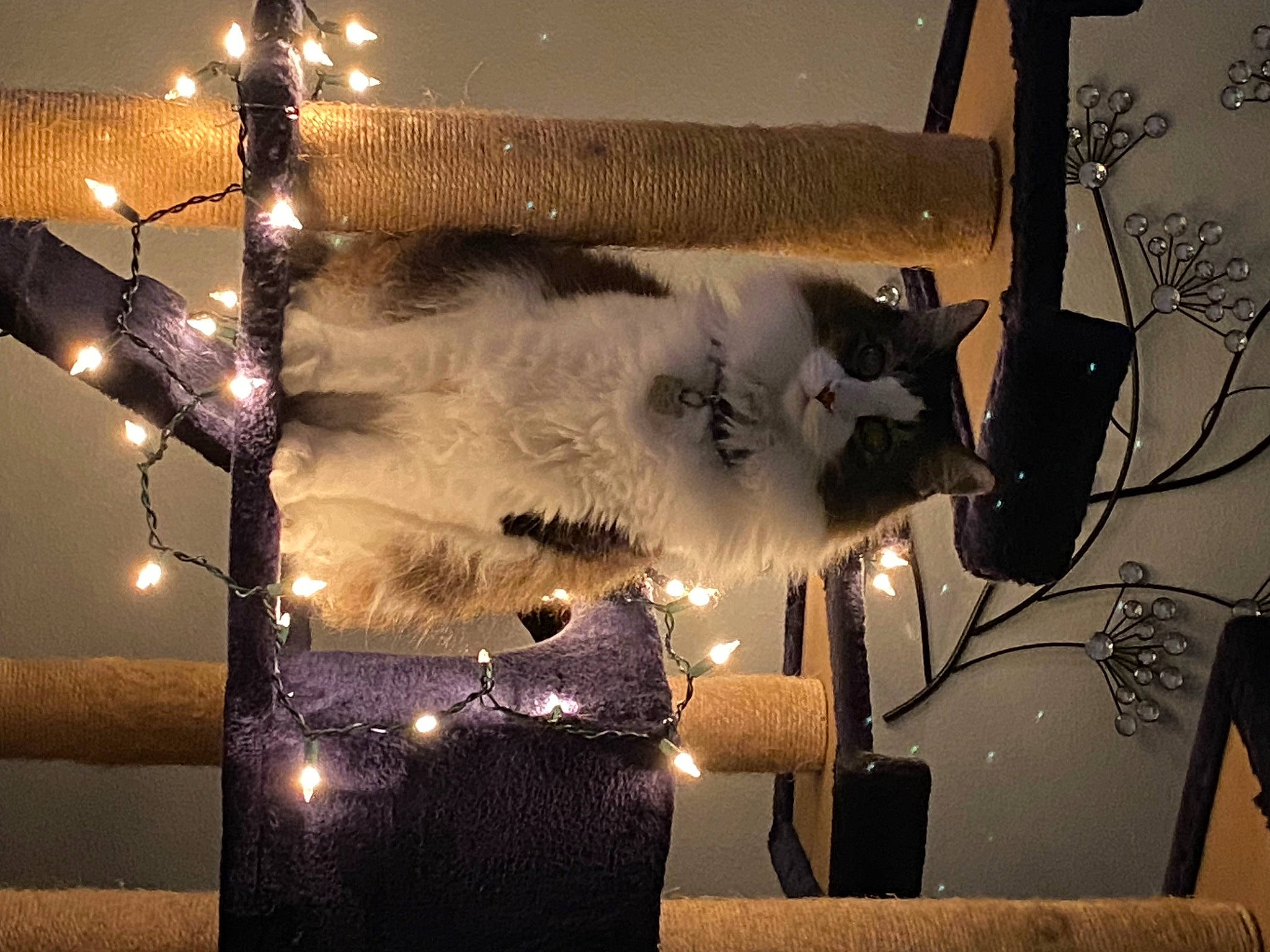 Sammy is registered to the contest to win money with this photo: art, automotive_design, ceiling, darkness, decoration, electricity, event, glass, light, light_fixture, lighting, metal, rectangle, room, space, still_life_photography, tints_and_shades, twig, winter, wood