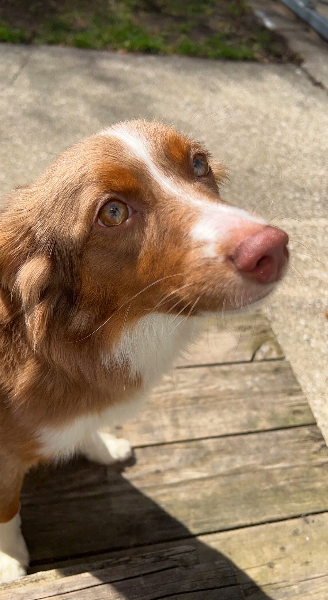 Trixie is registered to the contest to win money with this photo: australian_shepherd, border_collie, canidae, carnivore, companion_dog, dog, dog_breed, fawn, fur, gun_dog, herding_dog, liver, snout, spaniel, sporting_group, welsh_springer_spaniel, whiskers, wood, working_animal, working_dog