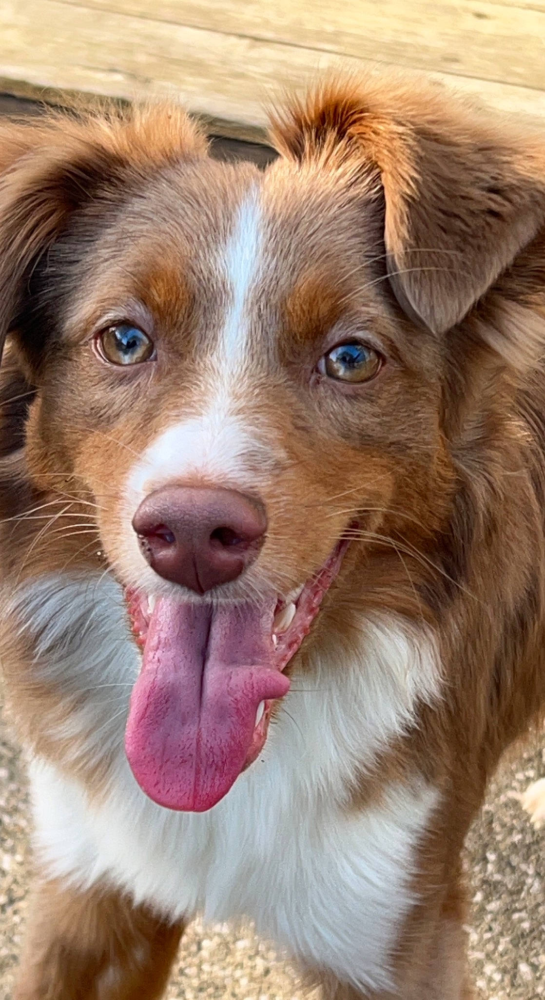 Trixie joined the competition — help win amazing prizes! australian_collie, australian_shepherd, border_collie, canidae, carnivore, companion_dog, dog, dog_breed, fawn, fur, gun_dog, herding_dog, liver, puppy, snout, sporting_group, terrestrial_animal, whiskers, working_animal, working_dog