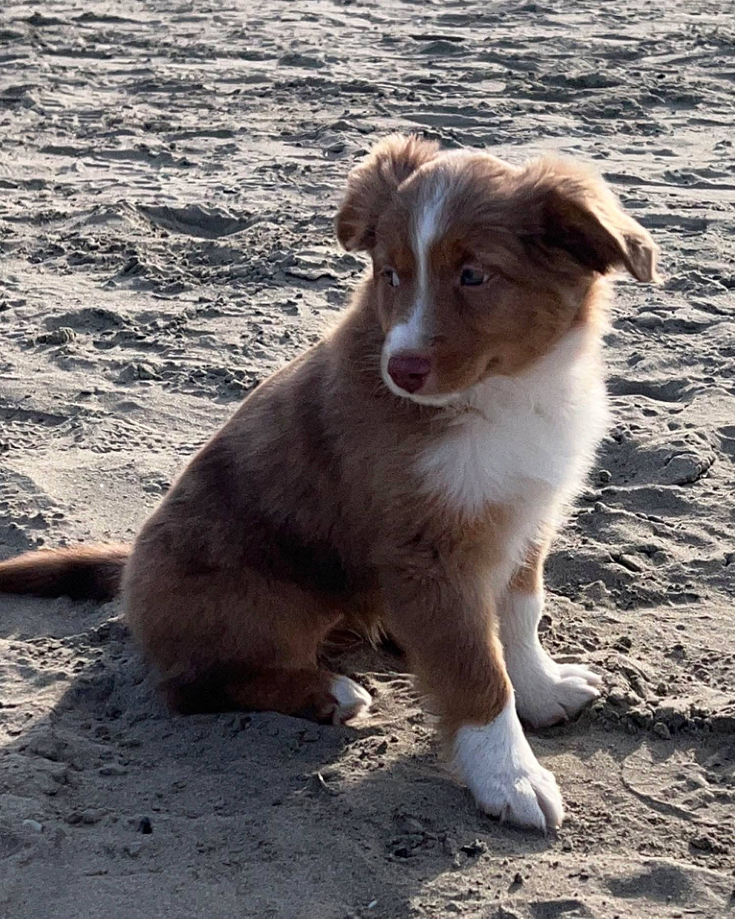 Trixie is registered to the contest to win money with this photo: australian_shepherd, canidae, carnivore, companion_dog, dog, dog_breed, fawn, hunting_dog, landscape, liver, plant, shadow, soil, sporting_group, terrestrial_animal, whiskers, working_animal, working_dog