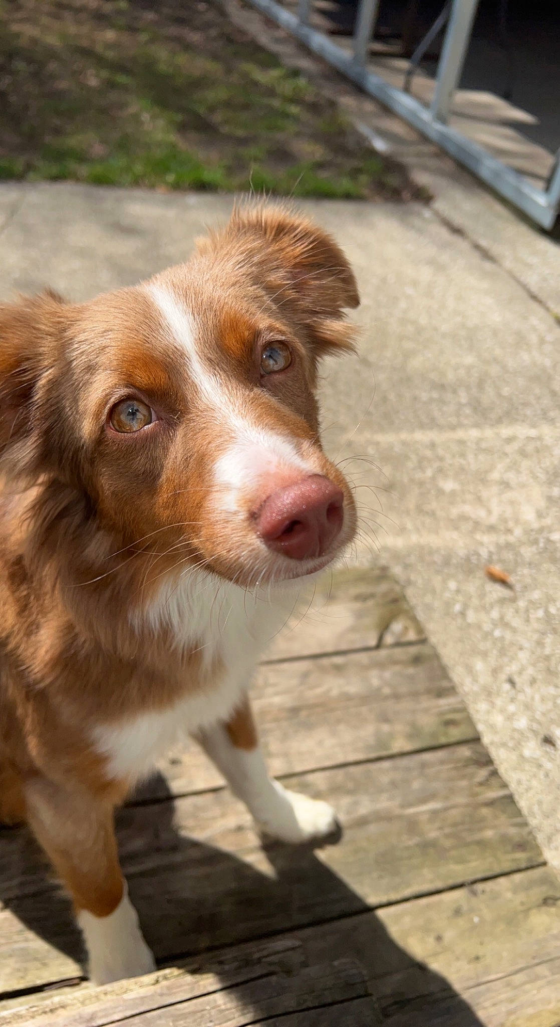 Trixie joined the competition — help win amazing prizes! australian_shepherd, canidae, carnivore, companion_dog, dog, dog_breed, door, fawn, fur, gun_dog, liver, sporting_group, terrestrial_animal, whiskers, wood, working_animal