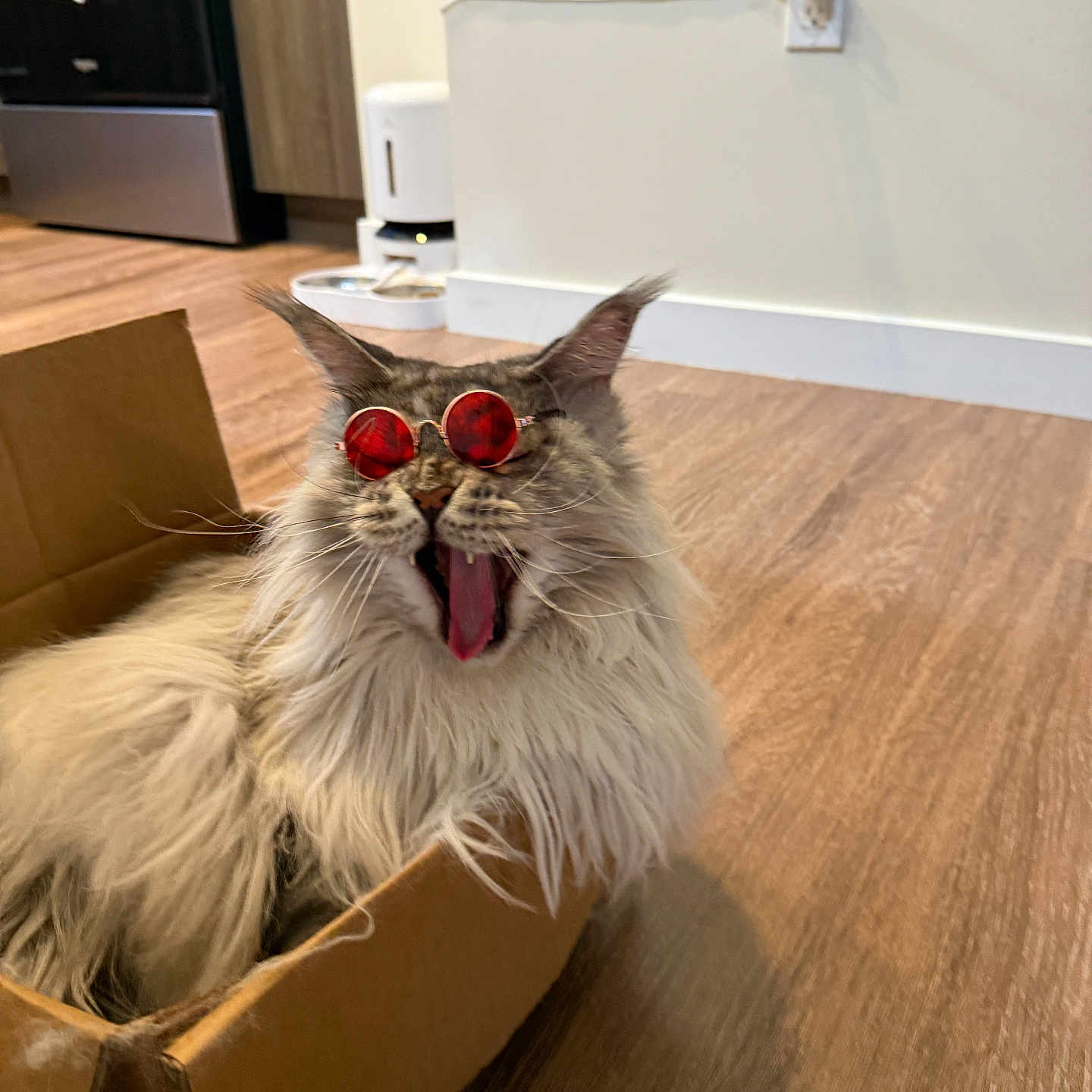 Zack joined the competition — help win amazing prizes! adorable, animal, cardboard_box, casual, cat, cool, cute, domestic_animal, feline, fluffy, funny, fur, household, indoor, pet, relaxed, sunglasses, whiskers, wooden_floor, yawning