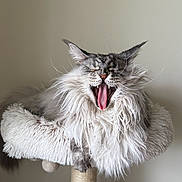 Zack joined the competition — help win amazing prizes! animal, cat, cat_tree, cute, ears, face, feline, fluffy, fur, furry, home, indoor, mammal, pet, portrait, relaxed, sleepy, tongue, whiskers, yawning