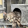Zack is registered to the contest to win money with this photo: cat, sleeping, cat_tree, plush, gray_fur, tabby, toy, indoor, relaxation, cozy, paws, feline, cubby, fur, whiskers, resting, pet, household, cute, comfortable