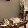 Zack is registered to the contest to win money with this photo: cat, sleeping, table, wooden_table, indoor, nap, fluffy_cat, feline, pet, cozy, home_decor, vase, blinds, floor_tiles, relaxation, fur, resting, domestic_animal, peaceful, living_room