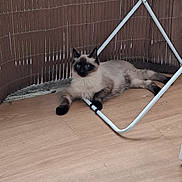 Espoir participe au concours pour gagner de l'argent avec cette photo : cat, siamese_cat, fluffy, blue_eyes, floor, wooden_floor, metal_stand, mesh_fence, relaxed, indoor, pet, animal, feline, resting, lying_down, brown, cream, black_paws, calm, quiet