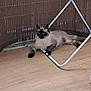 cat, siamese_cat, fluffy, blue_eyes, floor, wooden_floor, metal_stand, mesh_fence, relaxed, indoor, pet, animal, feline, resting, lying_down, brown, cream, black_paws, calm, quiet