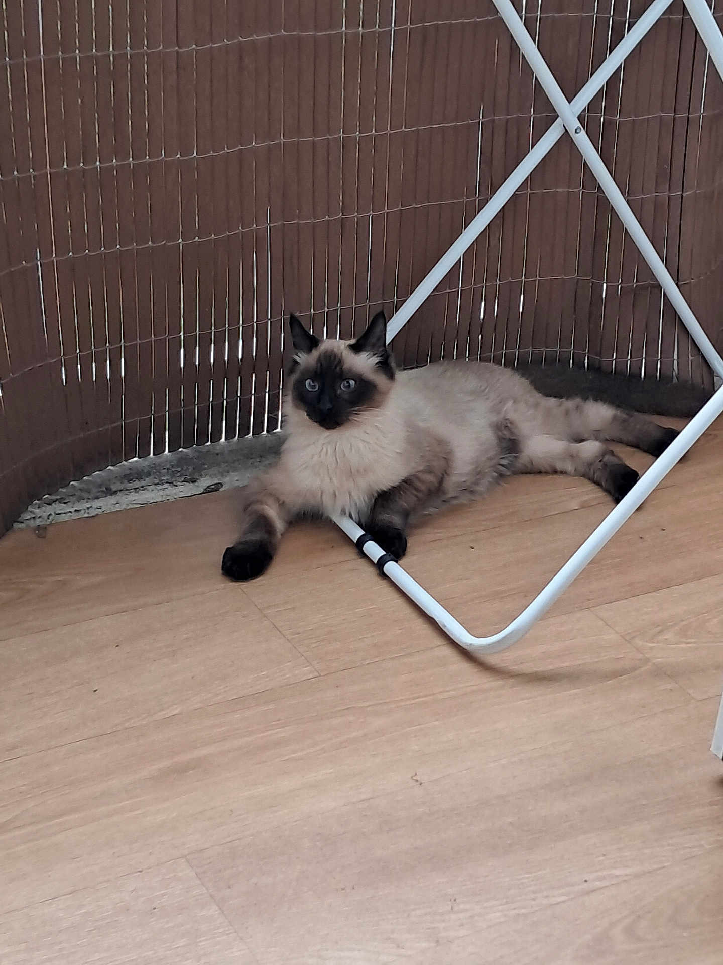 Espoir participe au concours pour gagner de l'argent avec cette photo : cat, siamese_cat, fluffy, blue_eyes, floor, wooden_floor, metal_stand, mesh_fence, relaxed, indoor, pet, animal, feline, resting, lying_down, brown, cream, black_paws, calm, quiet