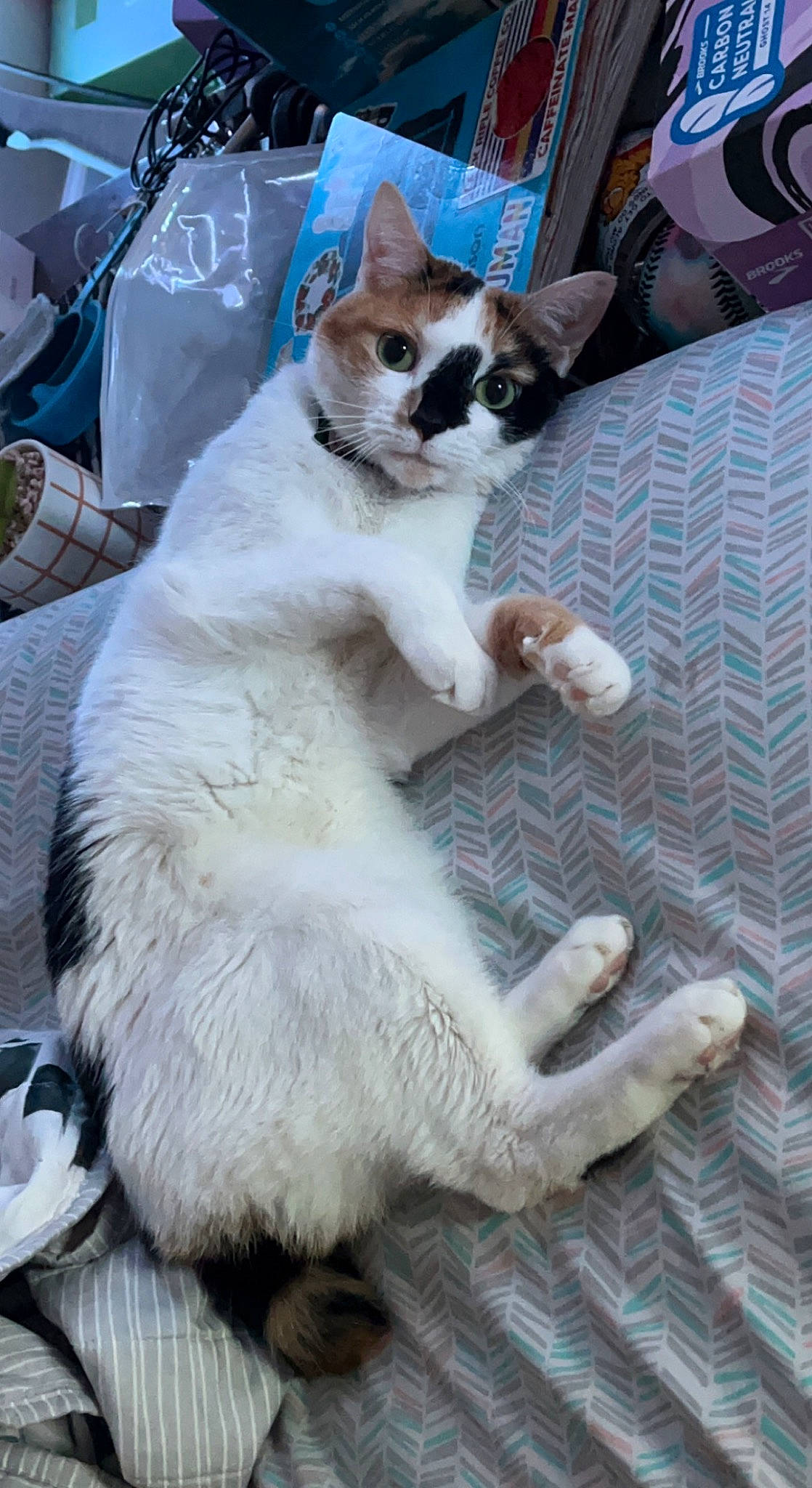 Pebbles joined the competition — help win amazing prizes! blue, carnivore, cat, claw, domestic_short_haired_cat, fawn, felidae, fur, paw, sitting, small_to_medium_sized_cats, tail, terrestrial_animal, whiskers