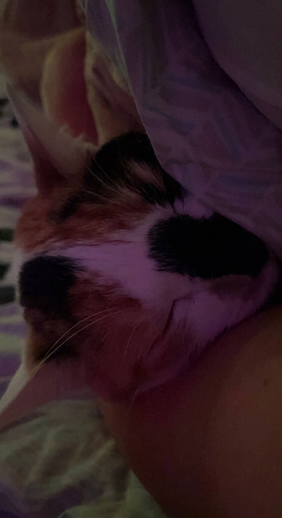 Pebbles is registered to the contest to win money with this photo: canidae, carnivore, cat, comfort, dog_breed, domestic_short_haired_cat, ear, fawn, felidae, foot, fur, gesture, human_leg, nap, paw, sleep, small_to_medium_sized_cats, snout, tail, whiskers