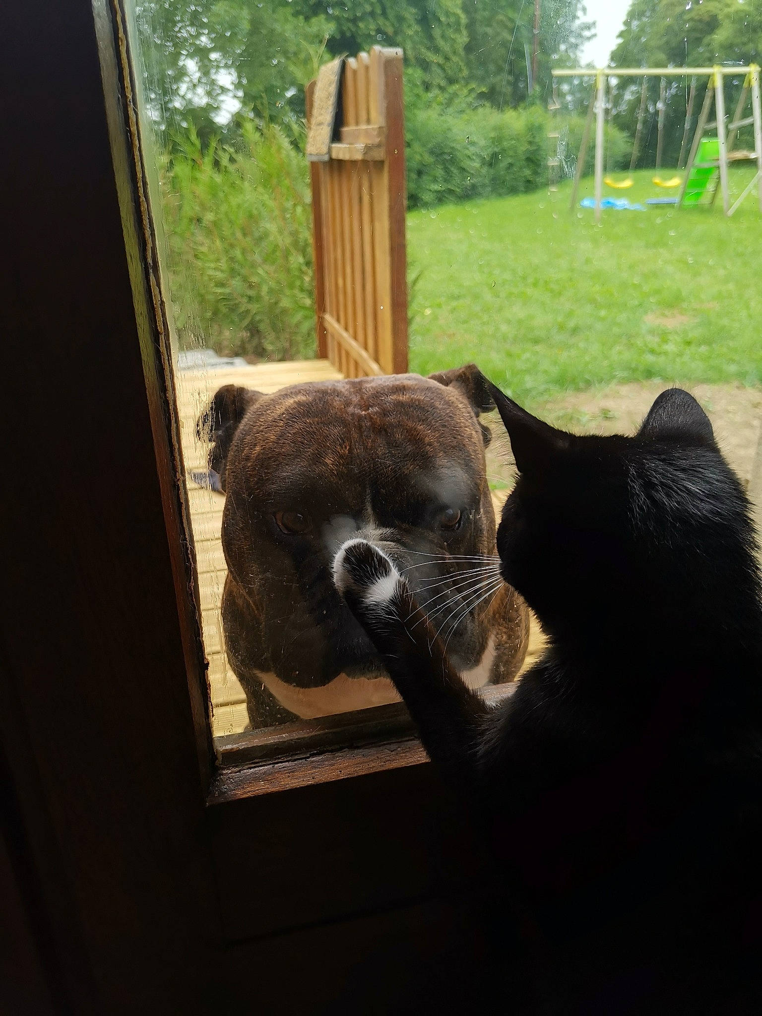 Barlou participe au concours pour gagner de l'argent avec cette photo : bear, carnivore, cat, ear, fawn, felidae, fur, grass, plant, snout, tree, zoo