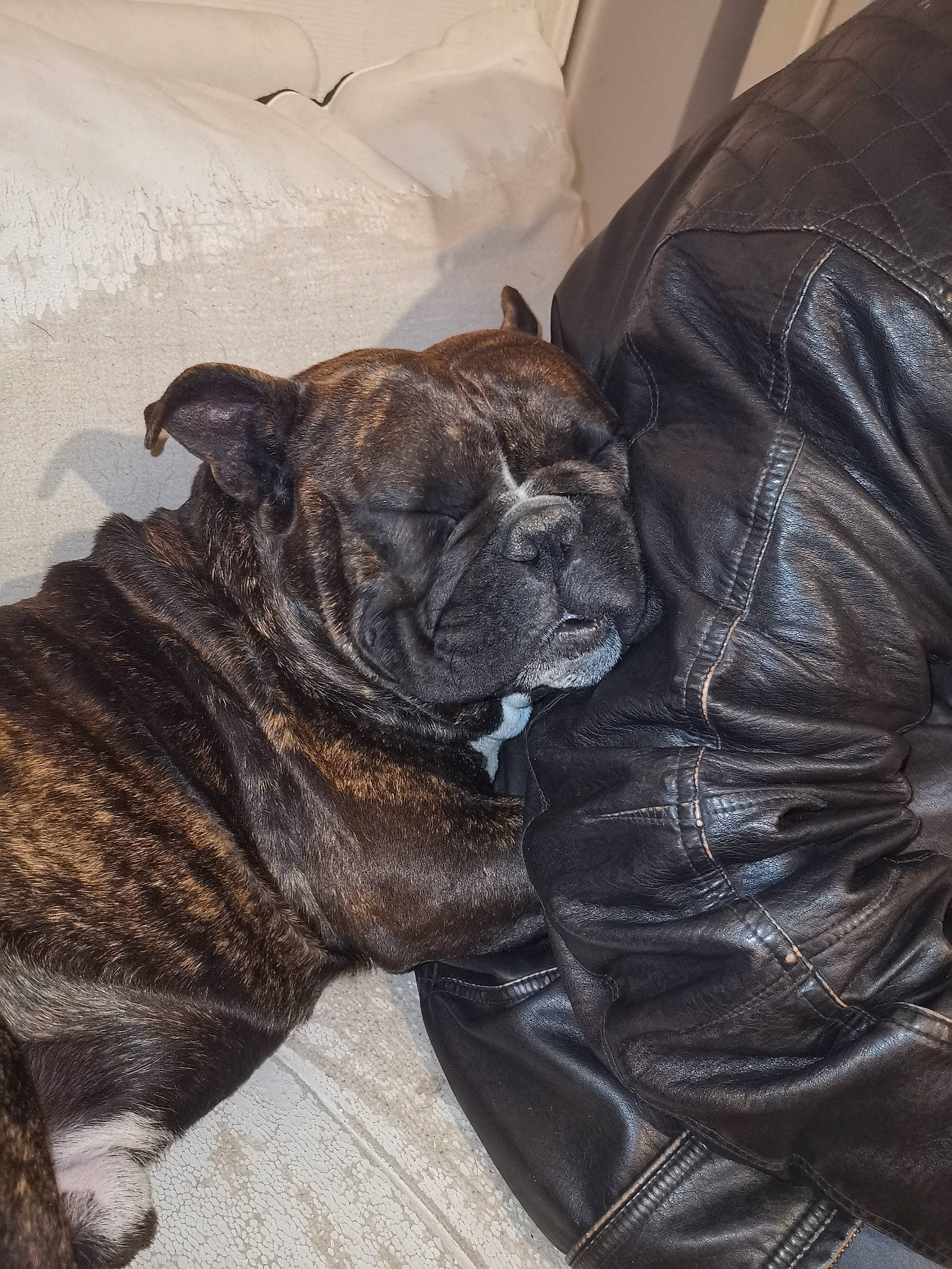 Barlou a rejoint le concours — aidez-le/la à gagner de superbes lots ! boerboel, bullmastiff, cane_corso, canidae, carnivore, companion_dog, dog, dog_breed, fawn, guard_dog, mammal, molosser, non_sporting_group, old_english_bulldog, olde_english_bulldogge, perro_de_presa_canario, shar_pei, snout, sporting_group, vertebrate