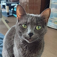 Mila participe au concours pour gagner de l'argent avec cette photo : cabinet, cat, cat_tree, close_up, cozy, curious, domestic_animal, ears, feline, floor, fur, gray_cat, green_eyes, home, indoor, looking_at_camera, pet, plants, sitting, whiskers