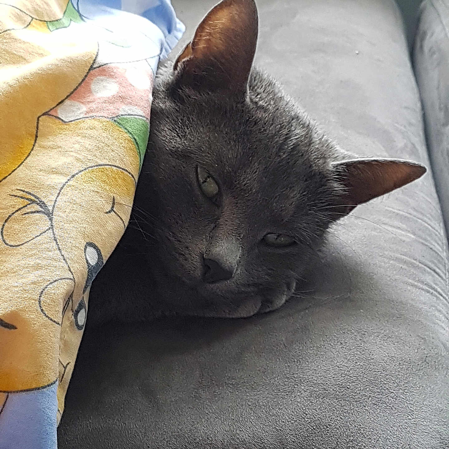 Mila a rejoint le concours — aidez-le/la à gagner de superbes lots ! animal, blanket, cat, comfort, couch, cozy, cute, ears, face, feline, fur, gray_cat, home, indoor, nap, pet, relaxed, resting, sleepy, whiskers