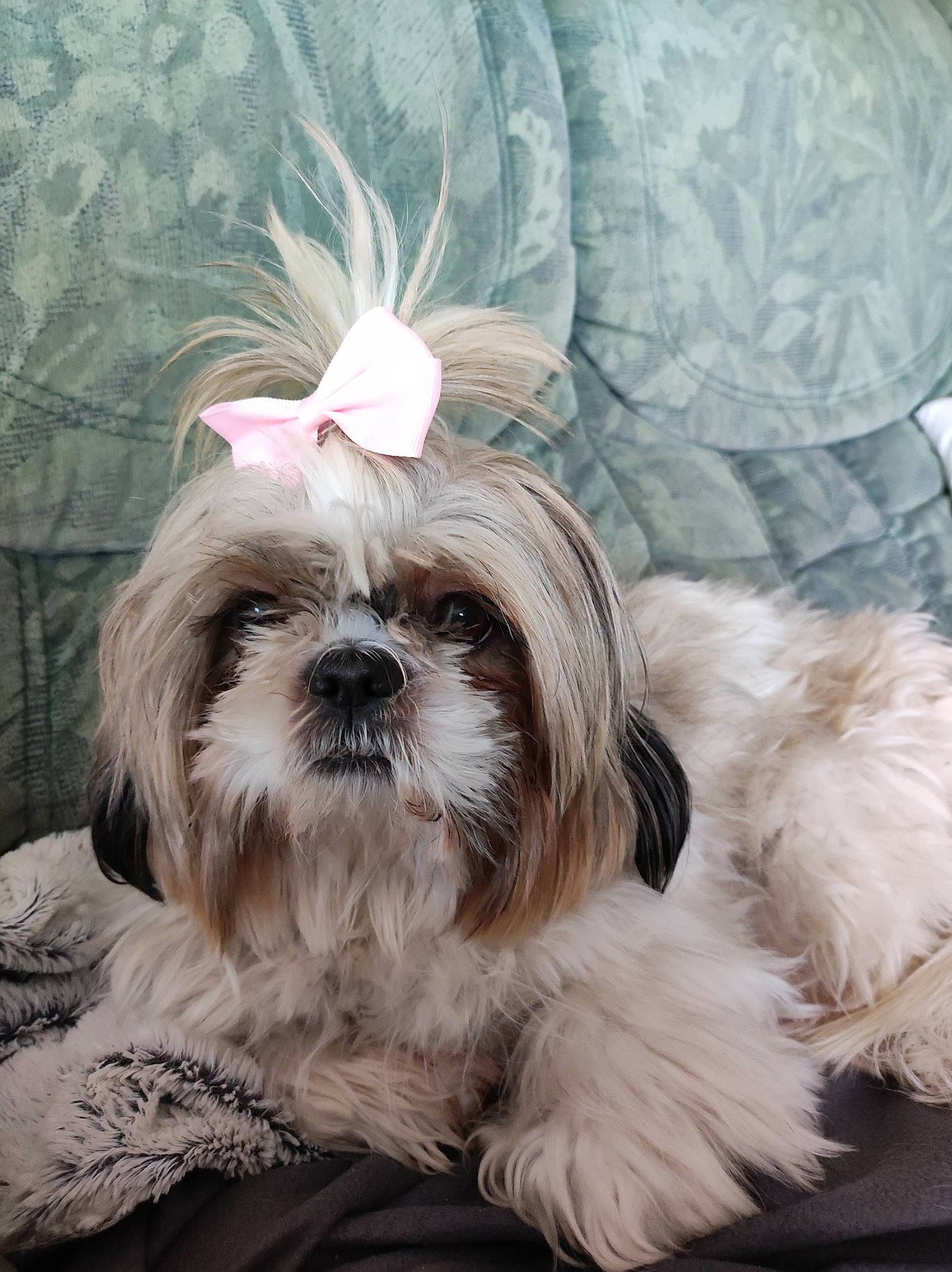 Cheyenne participe au concours pour gagner de l'argent avec cette photo : biting, canidae, carnivore, comfort, companion_dog, dog, dog_breed, dog_supply, fawn, fur, grey, liver, maltepoo, natural_material, shih_tzu, snout, sporting_group, terrestrial_animal, toy_dog, working_animal