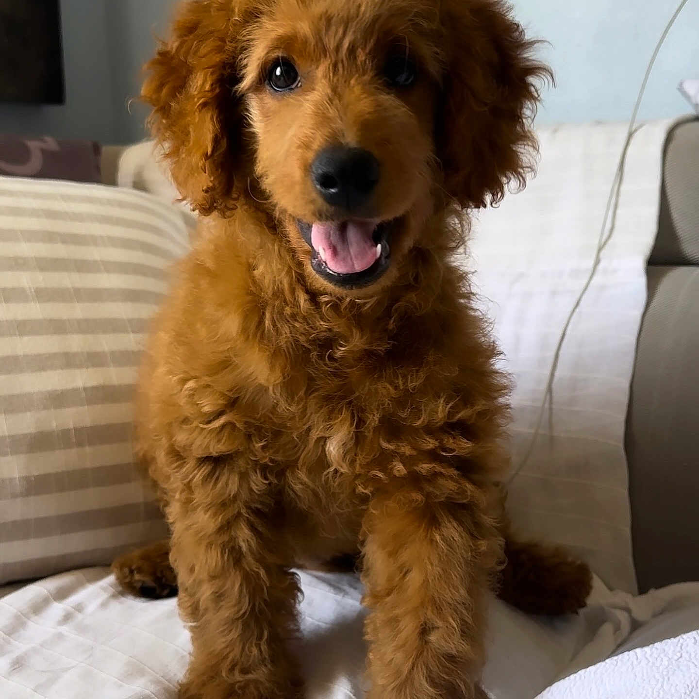 Cheddar is registered to the contest to win money with this photo: airedale, animal, bodypart, canine, cockerspaniel, couch, cushion, dog, furniture, goldenretriever, homedecor, mouth, person, pet, poodle, puppy, terrier