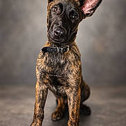 Thanos participe au concours pour gagner de l'argent avec cette photo : dog, puppy, belgian_malinois, portrait, studio, sitting, collar, large_ears, pointed_ears, brown_fur, black_mask, curious, alert, front_view, animal, pet, canine, centered_composition, indoor, soft_background