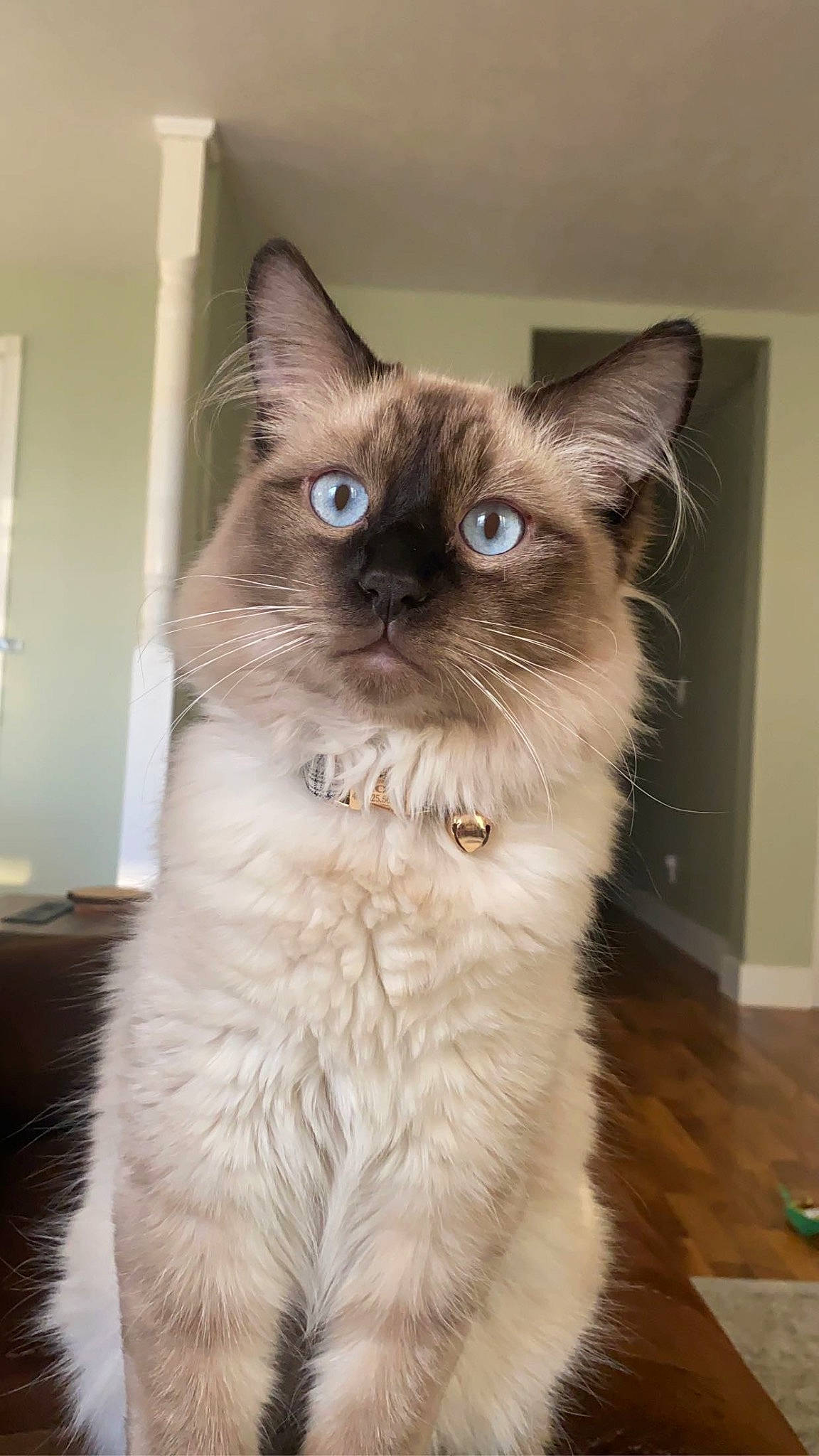 Koi is registered to the contest to win money with this photo: balinese, birman, box, carnivore, cat, domestic_short_haired_cat, fawn, felidae, flooring, fur, hardwood, iris, ragdoll, siamese, small_to_medium_sized_cats, snout, tail, thai, tonkinese, whiskers