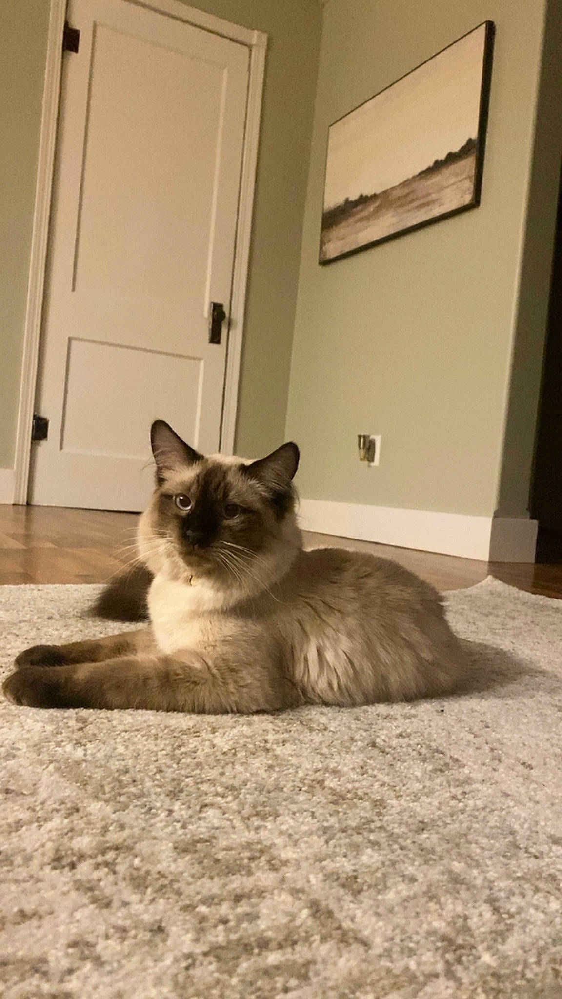 Koi joined the competition — help win amazing prizes! carnivore, cat, comfort, door, eye, fawn, felidae, floor, flooring, fur, grey, hardwood, siamese, small_to_medium_sized_cats, snout, tail, tints_and_shades, whiskers, window, wood