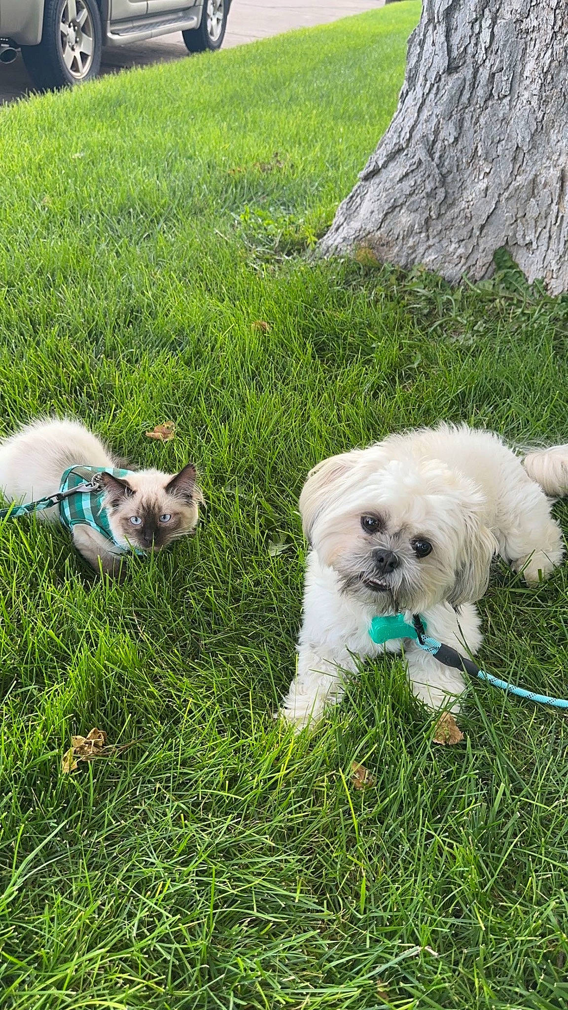 Koi joined the competition — help win amazing prizes! canidae, carnivore, collar, companion_dog, dog, dog_breed, dog_collar, dog_supply, grass, green, groundcover, maltepoo, mammal, plant, small_terrier, snout, sporting_group, toy_dog, vertebrate, working_animal