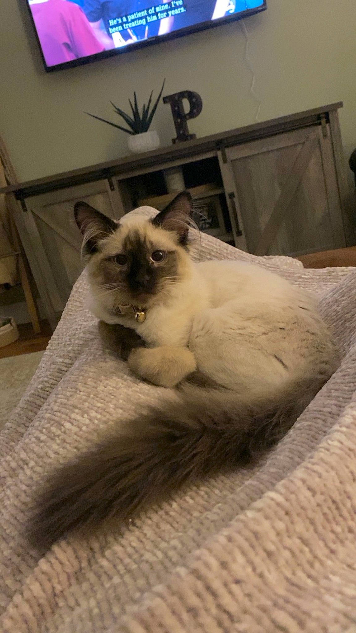 Koi joined the competition — help win amazing prizes! balinese, birman, carnivore, cat, comfort, display_device, domestic_short_haired_cat, fawn, felidae, flooring, fur, led_backlit_lcd_display, picture_frame, room, siamese, small_to_medium_sized_cats, tail, thai, tonkinese, whiskers