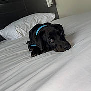 Black a rejoint le concours — aidez-le/la à gagner de superbes lots ! animal, bed, black_dog, collar, cozy, cute, dog, domestic, furniture, indoor, looking_up, lying_down, pet, pillow, puppy, resting, sleepy, soft_light, white_bed, young_dog