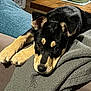 animal, ball, blanket, canine, couch, dog, furniture, homedecor, hound, husky, indoors, interiordesign, person, pet, puppy, quilt, sleeping, snout, sport, tennis