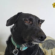 Prince a rejoint le concours — aidez-le/la à gagner de superbes lots ! dog, black_dog, pet, collar, indoor, brown_eyes, sitting, thoughtful, wall, balloons, decor, cushion, fur, animal, mammal, domestic_animal, portrait, closeup, side_view, calm